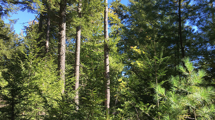 Study site on the Penobscot Experimental Forest.