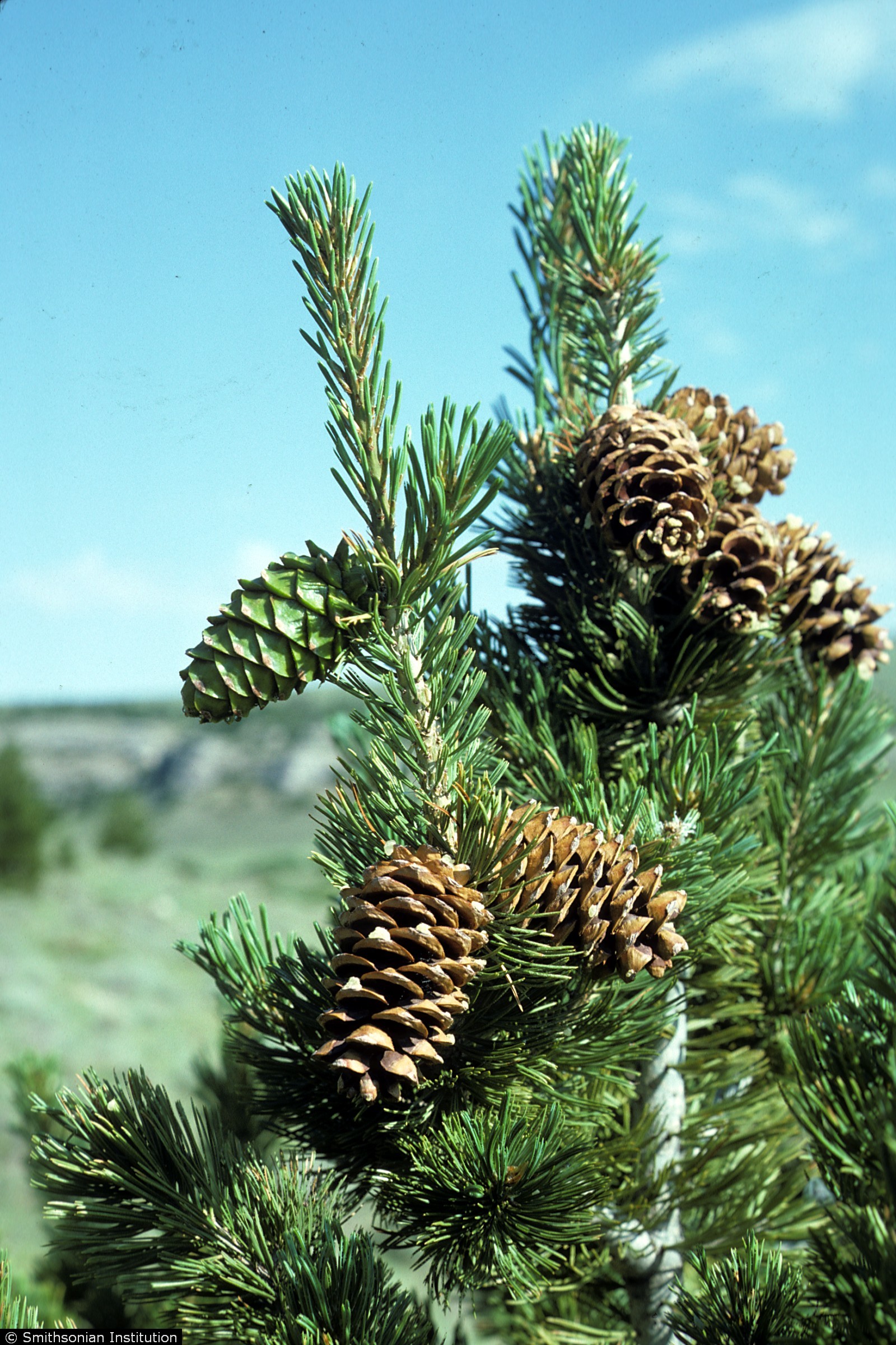 ConservationFive Needle Pines USDA Forest Service