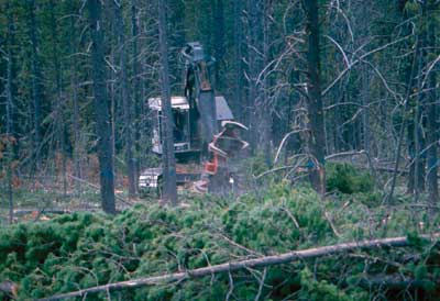 Photograph of a mechanical harvest in process within a forest setting.
