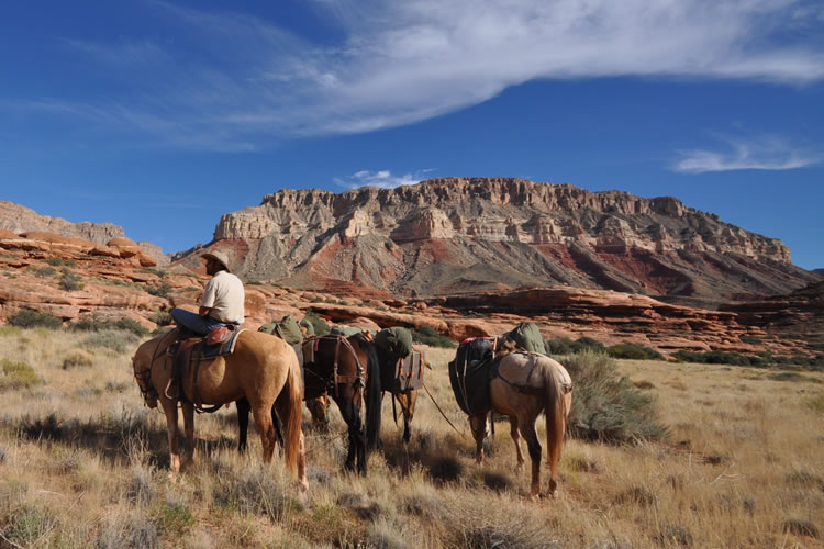 A rider on a horse and five other loaded pack horses on a grassland, a mesa in the background.