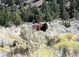 A cow standing in a section of sage brush with pine and pinyon trees in the background.