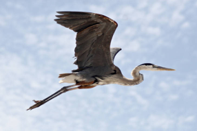 Great Blue Heron in flight; credit: Robert Pos/USFWS
