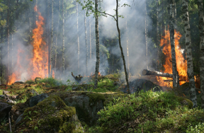 forest fire