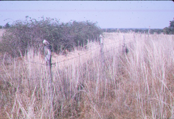 Plantings of multiflora rose 