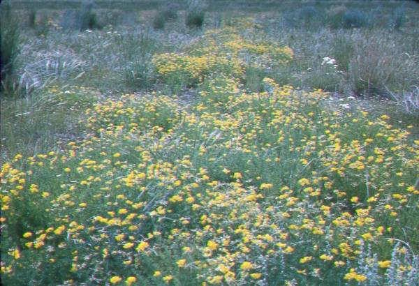 Trail plant of birdfoot treefoil at Three Lakes plot