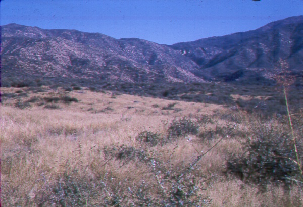Planting of Lehmann lovegrass after shrub removal with a rootplow