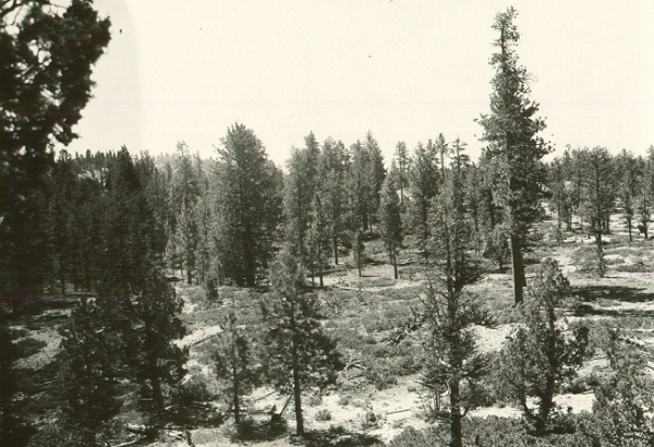 Control area section 1, as viewed  25 chains E and 12 chains S from NW corner.