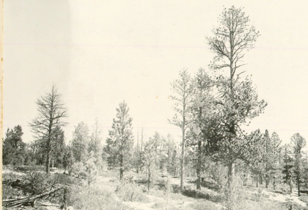 Plot 1, treated; view to NE from Tree 4-81