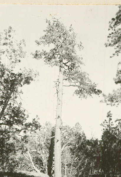 Tree 34.