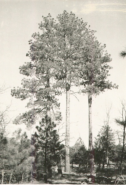 Camera Point 6.
