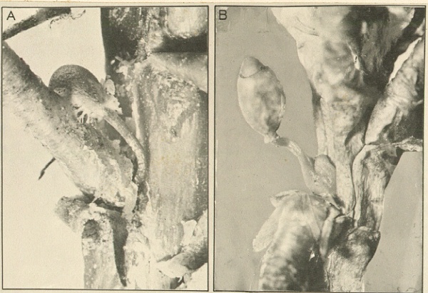 Arceuthobium vaginatium, seed germination.