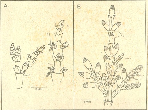 Floral shoots of southwestern dwarf mistletoe