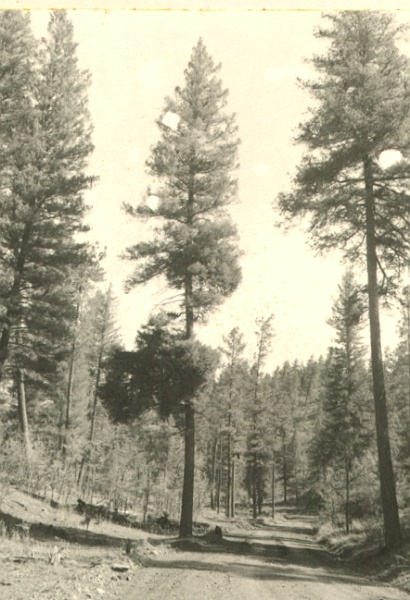 Goat Canyon, North Tularosa Logging Unit. Douglas-fir infested with Arceuthobium douglasii