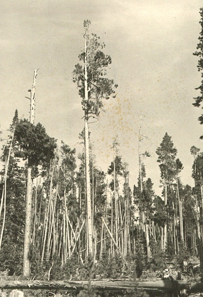 Bull Mt., Laramie River District. Lodgepole pine heavily infested by Arceuthobium americanum