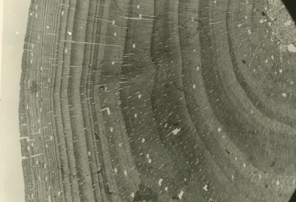 Branch Studies-Pinus ponderosa.