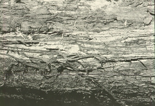 Armillaria mella on Castanea dentata. Armillaria mella on Castanea dentata.