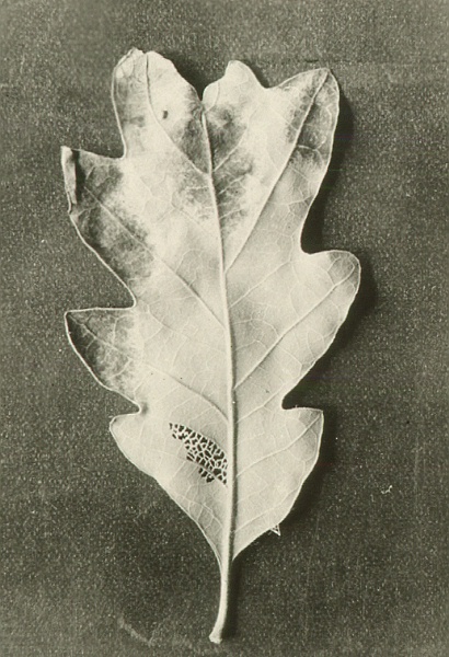 Caponodium queroinum on Quercus gambelii.
