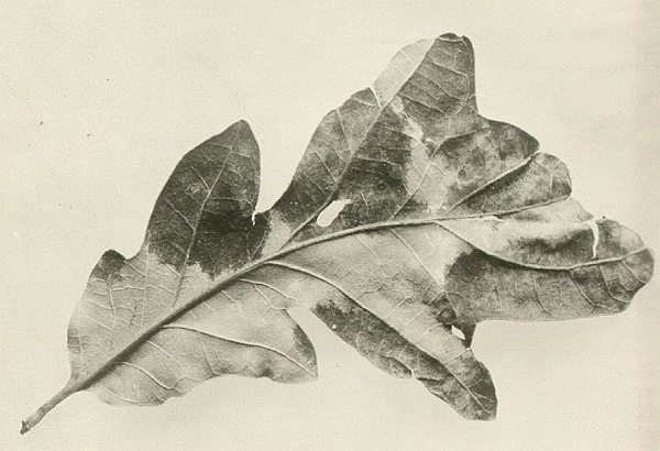 Caponodium queroinum on Quercus gambelii.