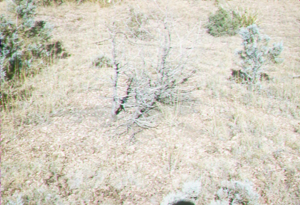 Application of fenuron-herbicide killed associated grass as well as the juniper