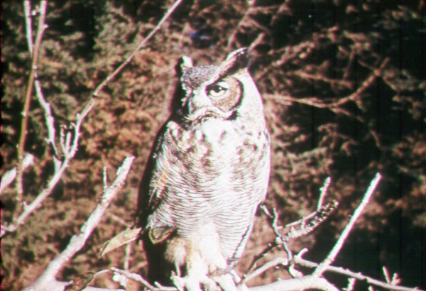 Short-eared owl