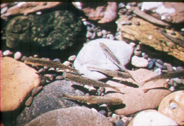 Fingerlings of silver salmon