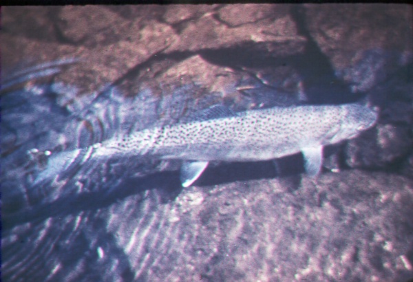Adult red salmon