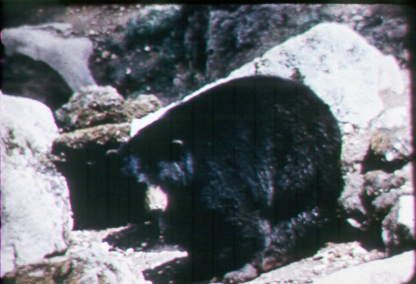 Black bear