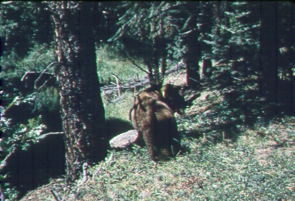 Released bear with transmitter