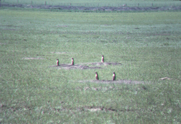 Prairie dog colony in pasture Prairie dog colony in pasture