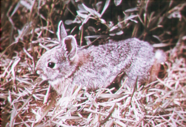 Cottontail rabbit