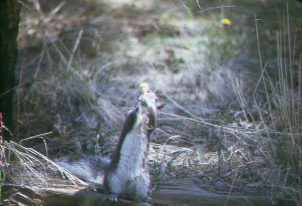 Abert squirrel
