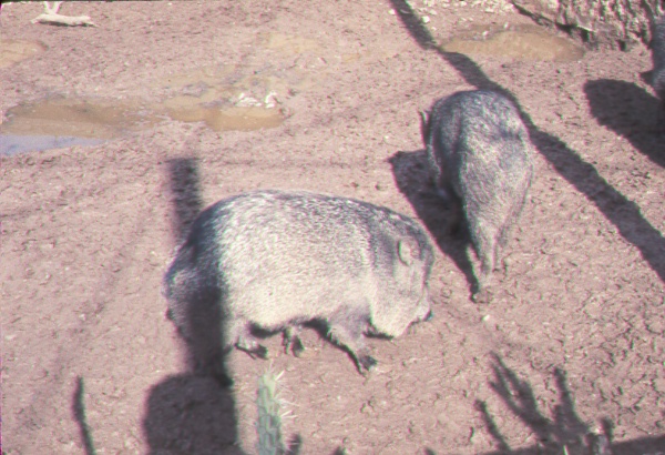 Javelina