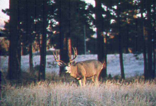 Mule deer in ponderosa pine