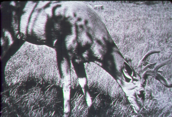 White-tailed deer buck