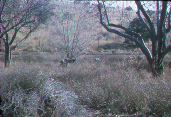 White-tailed deer