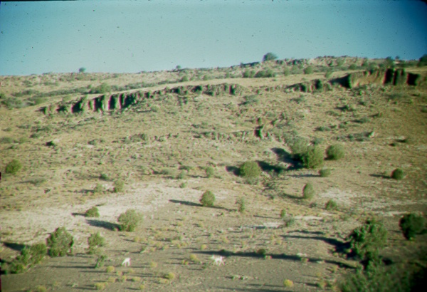 Pronghorn grazing in the headwaters of Lonesome Valley