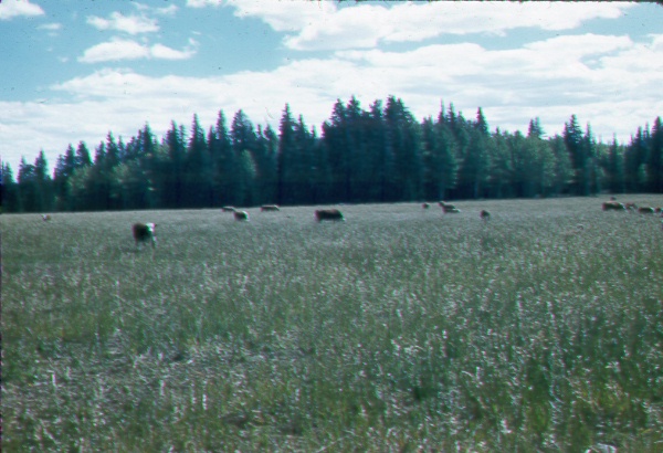 Twelve year old seeding of smooth brome being utilized by cattle
