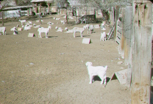 Kidding pen showing toggling of young kids.