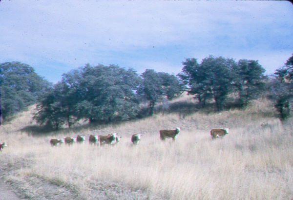 Oak-woodland-grassland with grazing Hereford cattle 