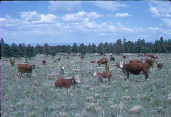 Hereford cattle on pine bunchgrass range in good condition