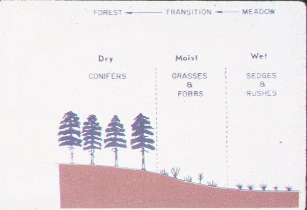 Successional pattern for wet meadow development