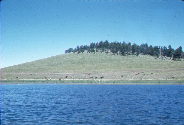 Cattle grazing to water 