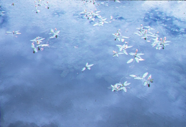 Carnero Lake aquatic vegetation