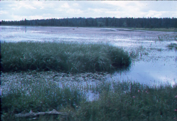 Aquatic vegetation and general view of shore