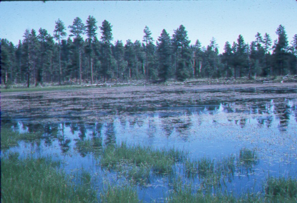 Aquatic vegetation and general view of shore