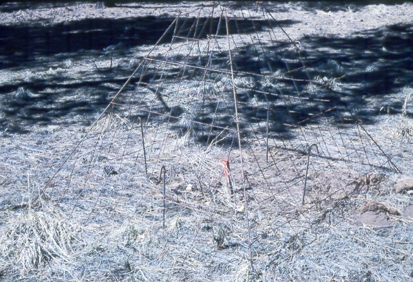 Wire cage used to protect experimental browse planting