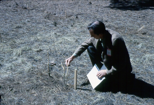 Experimental shrub planting within enclosure
