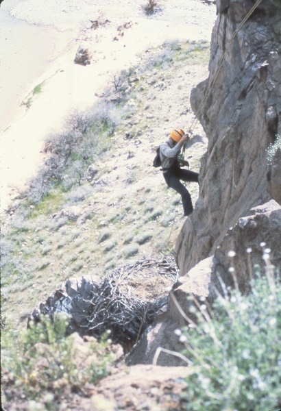 Scientist descending to eagle nest