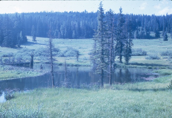 Lake in forest opening