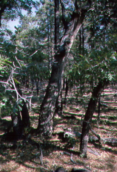 Gamble oak tree used by squirrels